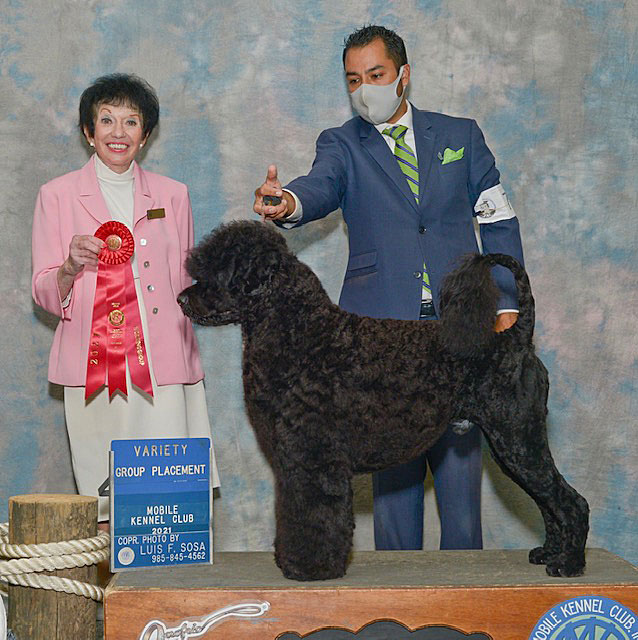 Claircreek portuguese water dogs sales