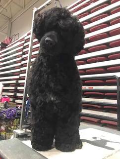 claircreek portuguese water dogs